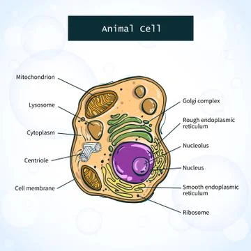 Structure of animal cell Stock Illustration
