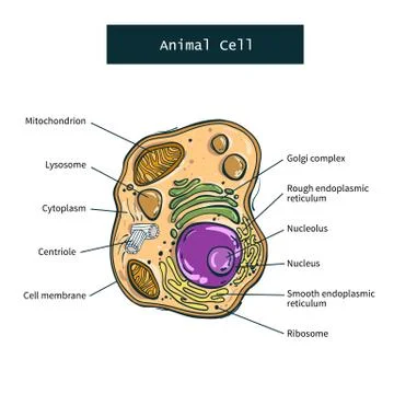 Structure of animal cell on white background Stock Illustration