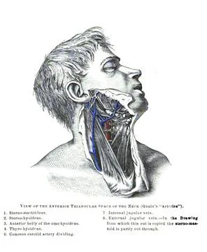 A structure of a anterior triangular surface of the neck from an old anatomy  Illustrazione stock