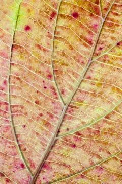 Structure of autumn leaf color Foto stock