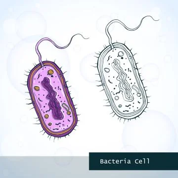 Structure of bacteria cell Stock Illustration