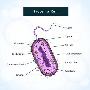 Structure of bacteria cell Stock Illustration