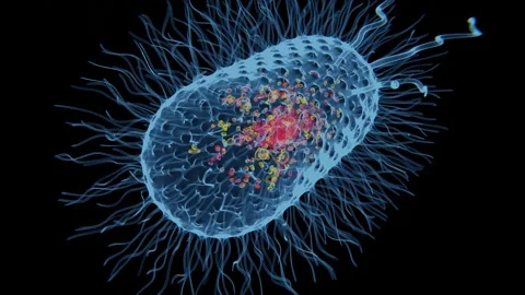 Structure of bacterial cell in 4K quality | ANATOMY OF BACTERIA CELL STRUCTURE Stock Footage 327435182