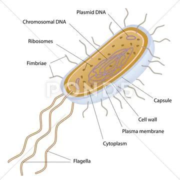 Structure of a bacterial cell Stock Illustration