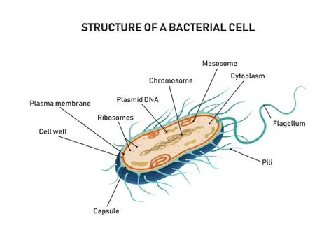 Structure of a bacterial cell Stock Illustration