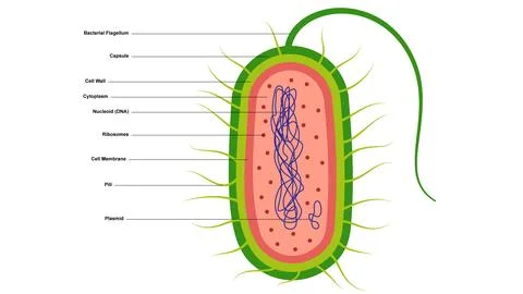 Structure of a bacterial cell Stock Illustration