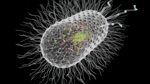 Structure of bacterial cell video in 4K | structure both external and internal Stock Footage 327434776
