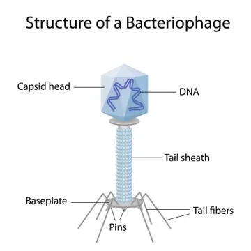 Structure of a bacteriophage Stock Illustration