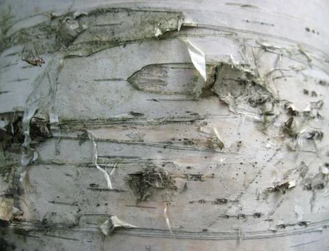 Structure of bark of a birch Stock Photos