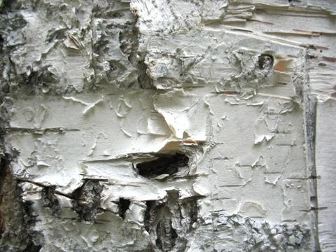 Structure of bark of a birch Stock Photos