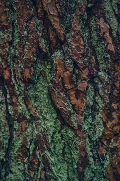 Structure of bark covered in lichen Stock Photos