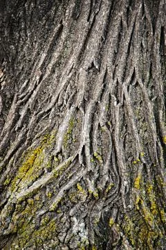 Structure bark of linden tree Stock Photos
