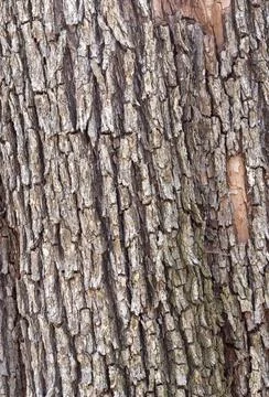 The structure of the bark of an oak tree, in the wild on a sunny spring day, Stock Photos