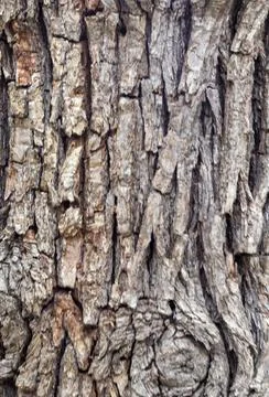 The structure of the bark of an oak tree, in the wild on a sunny spring day, Stock Photos