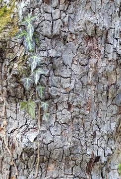 The structure of the bark of an oak tree, in the wild on a sunny spring day, Stock Photos