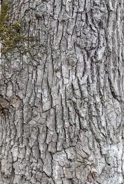The structure of the bark of an oak tree, in the wild on a sunny spring day, Foto stock