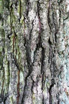 Structure of the bark of the old tree as a natural background Stock Photos