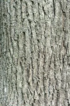 Structure of the bark of the old tree as a natural background Stock Photos