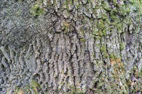 Structure of the bark of the old tree as a natural background Stock Photos