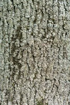 Structure of the bark of the old tree as a natural background Stock Photos