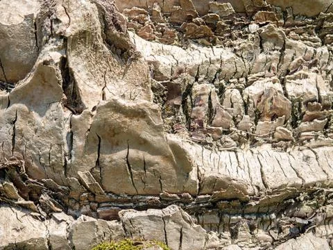 The structure of the bark of a palm tree. Southern tree bark. The protective  Stock Photos