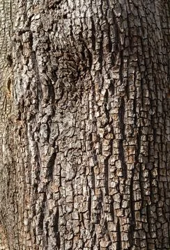 The structure of the bark of a pear tree growing in the wild on a sunny sprin Stock Photos