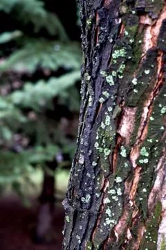 Structure of a bark of a tree Stock Photos