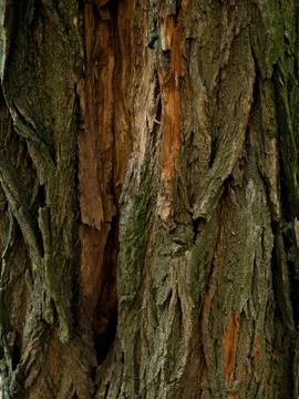 Structure of the bark of the tree. Wooden background. Close up texture of tre Stock Photos