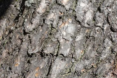 The structure of the bark of trees growing in coniferous and deciduous forest Stock Photos
