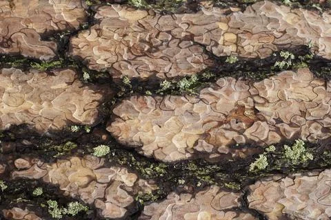 The structure of the bark of trees growing in coniferous and deciduous forest Stock Photos