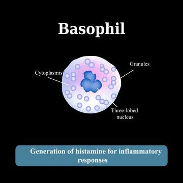 The structure of the basophil. Vector illustration Stock Illustration