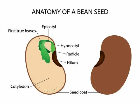 Structure of beans Beans are one of the many seeds イラスト素材
