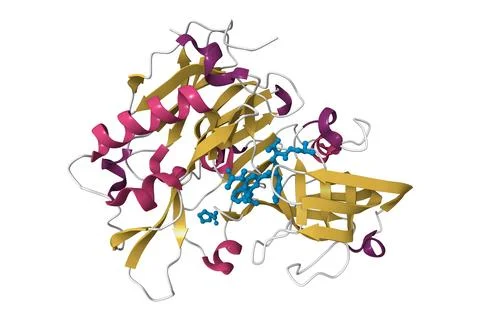Structure of beta-secretase complexed with inhibitor Stock Illustration