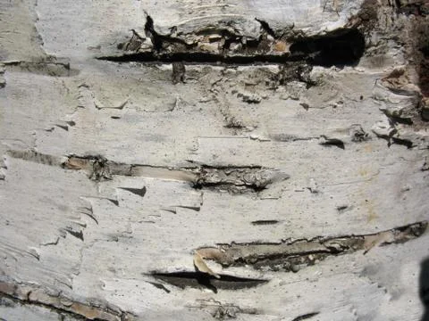 Structure of birch bark of a tree Stock Photos