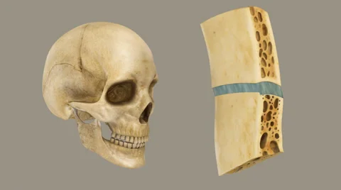STRUCTURE OF BONE Stock Footage 44761278