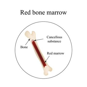 The structure of the bone marrow. Infographics. Vector illustration Stock Illustration