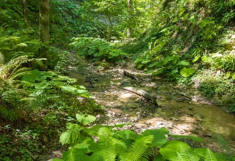 The structure of the bottom and summer walks along the canyon of the mountain Stock Photos
