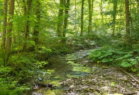 The structure of the bottom and summer walks along the canyon of the mountain Stock Photos