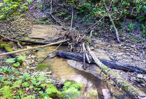 The structure of the bottom and summer walks along the canyon of the mountain Stock-Fotos