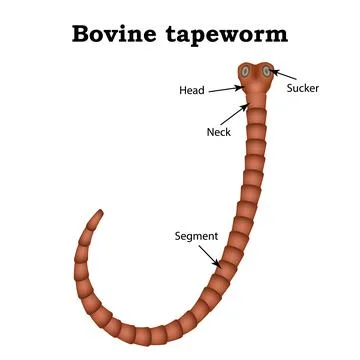 The structure of bovine tapeworm. Vector illustration on isolated background Illustrazione stock