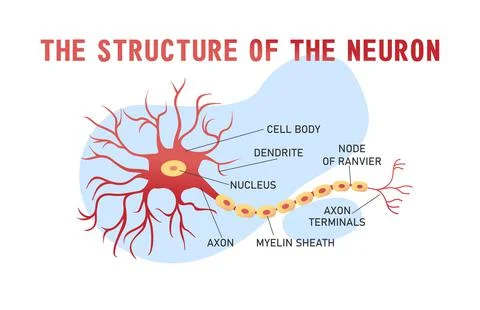Structure of the brain neuron Illustrazione stock