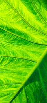 Structure of bright green leaf in background light. Flat exotic texture of pl Stock Photos