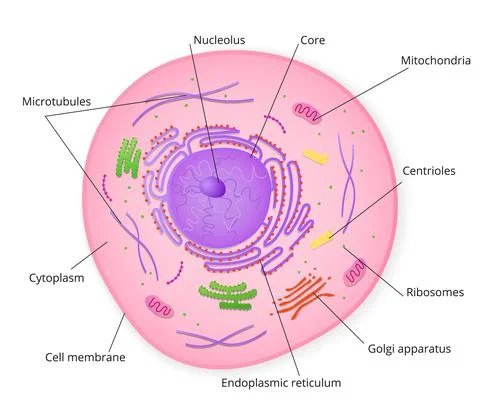 Structure of cell with signed particles Stock Illustration