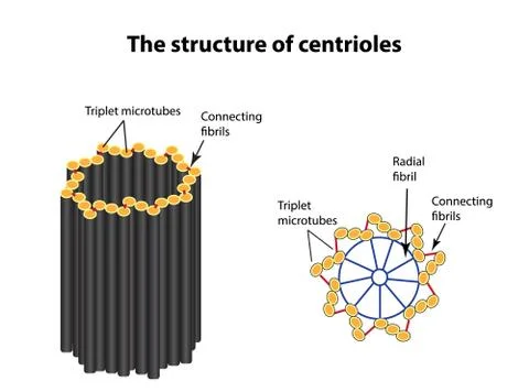 The structure of centrioles. Infographics. Vector illustration on isolated Stock Illustration