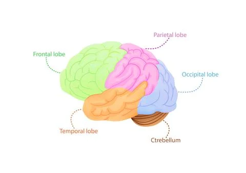 Structure of cerebral cortex illustration. Colored anatomical regions 스톡 일러스트