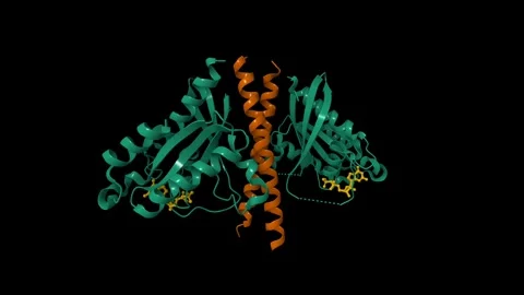 Structure of the cGMP-dependent protein kinase II and Rab11b complex Stock Footage 316394239