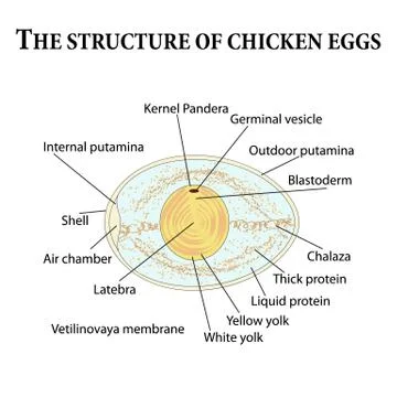The structure of chicken eggs Illustrazione stock