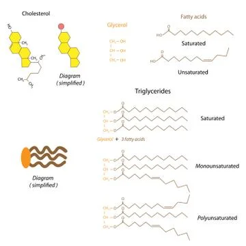 Structure of cholesterol and triglycerides Illustrazione stock