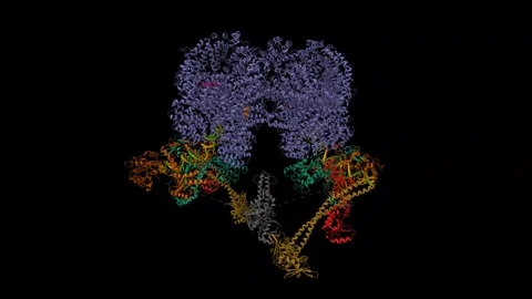 Structure of the conserved error-prone non-homologous end joining (NHEJ) complex Stock Footage 315676658