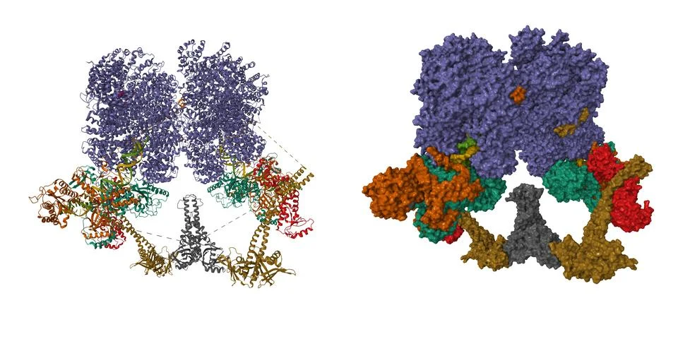 Structure of the conserved error-prone non-homologous end joining (NHEJ) complex Illustrazione stock